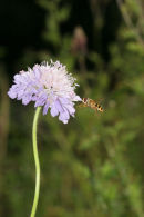 07-2722 Field Scabious (Knautia arvensis) with Hover Fly.